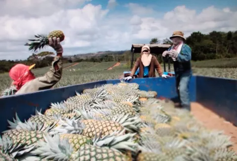 Empresas productoras de piña en La Chorrera conquistan nuevos mercados internacionales 