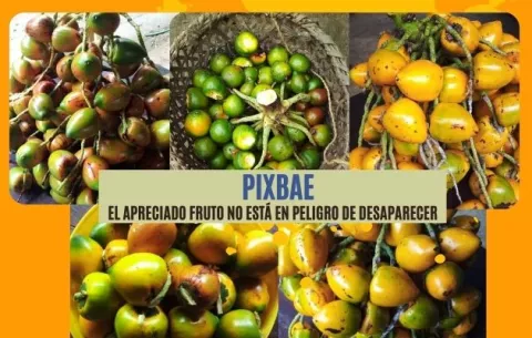 Plaga del picudo y el pifá: ¿Cuál es el futuro de uno de los frutos favoritos del panameño?