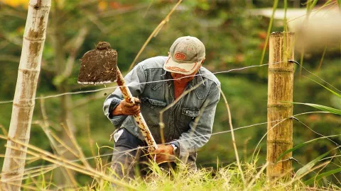 Panamá está obligada a supervisar más estrictamente el  trabajo  agrícola para evitar abusos