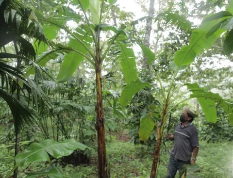 Reforestar Panamá, una tarea con varios aliados, incluyendo la minería