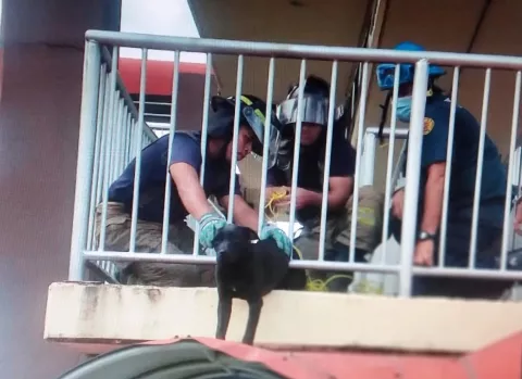 Bomberos rescatan a perro atrapado en puente elevado peatonal en Boquete 