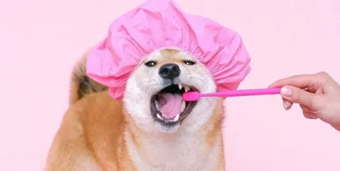 'Tips' para una buena higiene bucodental de su mascota