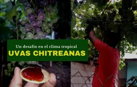 Uvas chitreanas: ¿Cómo cultivarlas y aprovechar sus bondades?