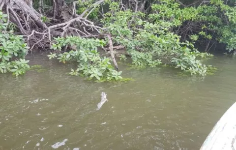 MiAmbiente investiga la mortandad de peces en el río San Pablo de Soná