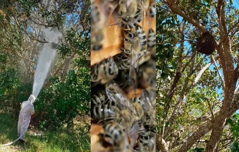 Abejas africanizadas en Panamá: ¿Qué retos enfrentan los bomberos para atender estas emergencias?