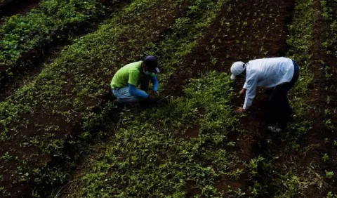 Agricultura orgánica en La Martillada: ¿Qué retos enfrenta y cuáles son sus ventajas?