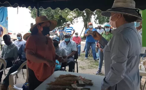 Impulsan preservar y expandir el uso de semillas de arroz criollo en Coclé y Veraguas 