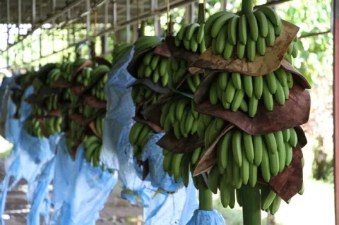 Países de América Latina buscan fortalecer la producción bananera y detener el alza de los insumos