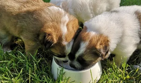 Cachorros: Cuidados que debe seguir para que crezca saludable y educado