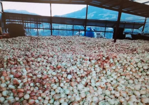 Productores de Tierras Altas solicitan al Gobierno comprar sobre producción de cebolla