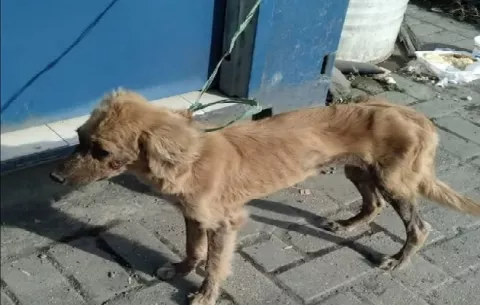 Perrita estaba encerrada en un contenedor de un puerto colonense desde el 31 de diciembre