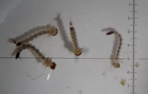 Cuba aplica con éxito técnica de 'insecto estéril' para frenar al mosquito del dengue y zika