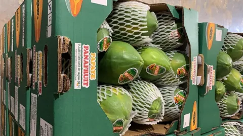 Exportaciones de papaya a EE.UU. registraron incrementos sostenidos en el año 2021