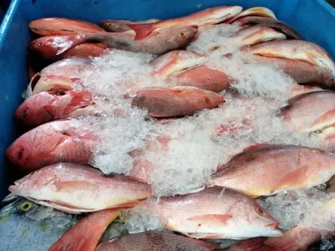 Pescadores chiricanos exportan 30 toneladas de pescado mensualmente a Estados Unidos
