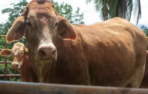 ¿Cómo es la experiencia de criar ganado beefmaster en Panamá?