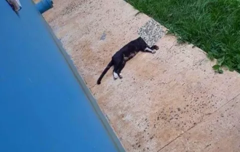 Encuentran gato decapitado  en Veraguas, rescatistas alzan su voz contra el maltrato animal