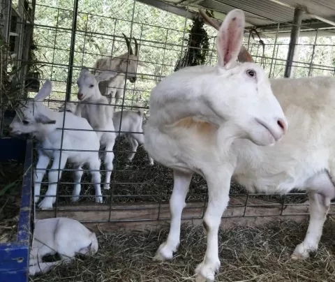  Con reproductor caprino raza Saanen aumenta calidad del hato ovicaprino en Colón 