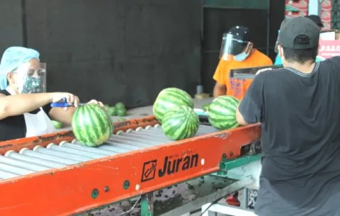 Herreranos alistan la exportación de sandia para el mercado europeo 