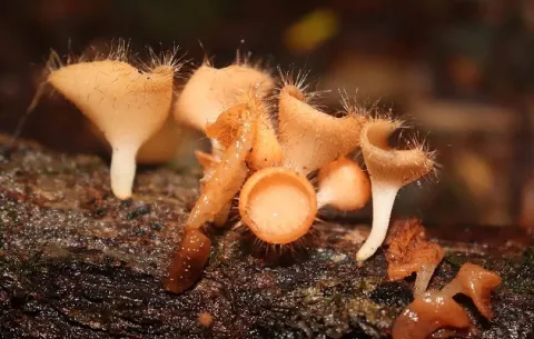 'Panamá tendría una importante cantidad de hongos silvestres comestibles por descubrir'
