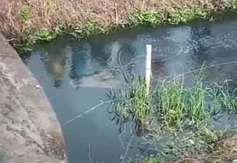  Enormes lagartos se pasean por el área de los Cuatro Altos y France Field en Colón 