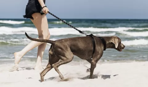 Mascotas: ¿Cómo garantizar su seguridad en las excursiones?