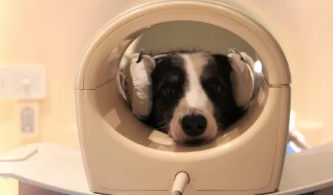 Perros: Su cerebro puede distinguir entre idiomas