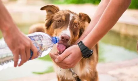 Perros: ¿Cómo protegerlos del sol?
