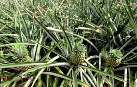 Monitorean plagas en cultivos de piña en La Chorrera