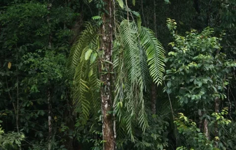 Proyecto de conservación garantiza la supervivencia de las primitivas cícadas panameñas