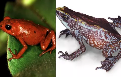 Panamá ha perdido dos especies  de ranas únicas en el mundo durante  los últimos años