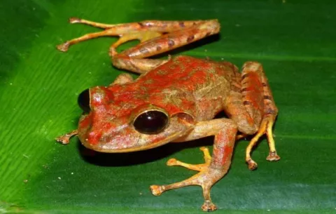 Nueva especie de rana en Panamá es nombrada  en honor a la activista ambiental Greta Thunberg