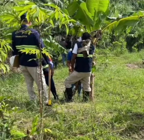 Hallan restos óseos humanos semienterrados en plantación de yuca y guineo en Cativá