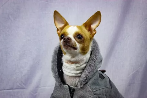Vestir a la mascotas: ¿moda o capricho?