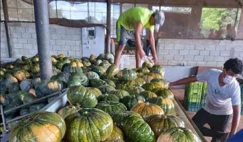Producción de zapallo aumentó en los últimos cinco años