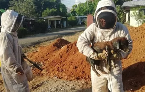 Abejas africanizadas lideran causas de emergencia de los Bomberos de Panamá en enero