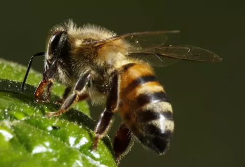 ¿Qué hacer ante un ataque de abejas africanizadas?