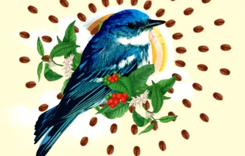 Aves de paisajes cafetaleros, un proyecto hacia cultivos amigables 
