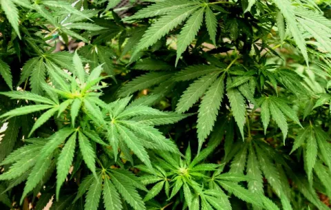 Agricultores de Nueva York podrán comenzar el cultivo de marihuana