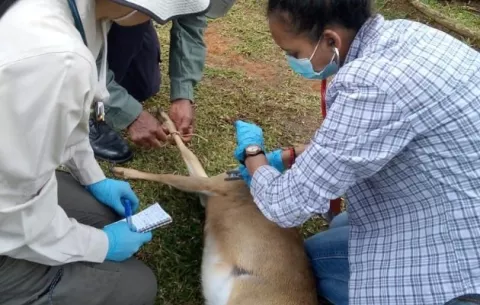 Rescatan venado de cola blanca y dos gatos solos que mantenían en cautiverio en Chame