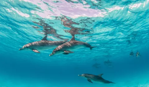 Concurso Nacional 'Our Ocean 2023': Detalles de esta convocatoria 