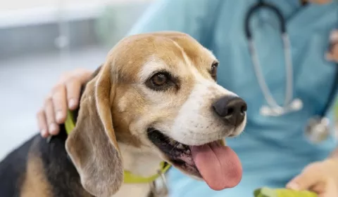¿Qué cuidados se deben seguir después de una esterilización?