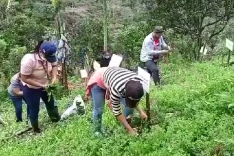 Productores de culantro en Capira, ensayan con nuevos sistemas de producción