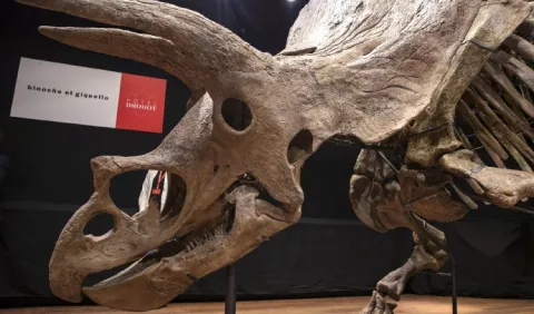 Dinosaurios, sufrieron infección respiratoria