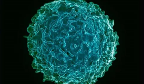 Demuestran en ratones una estrategia para prevenir la leucemia infantil