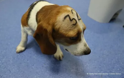 Suizos deciden en referéndum que la experimentación en animales siga