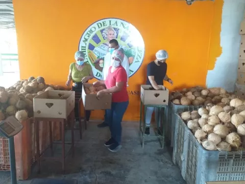 Exportan coco a hacia España