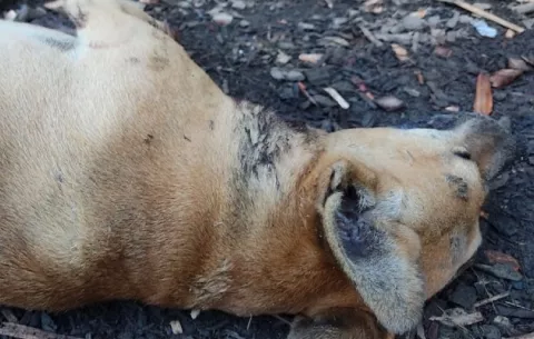  Alarmados habitantes de Guabal en Santa Fe, por felinos salvajes merodeando por sus casas 