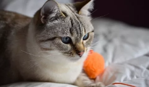 Hipotiroidismo en gatos: Síntomas y señales de alarma