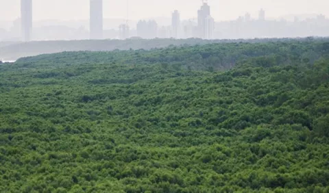 Se produce una recuperación en los bosques de mangle