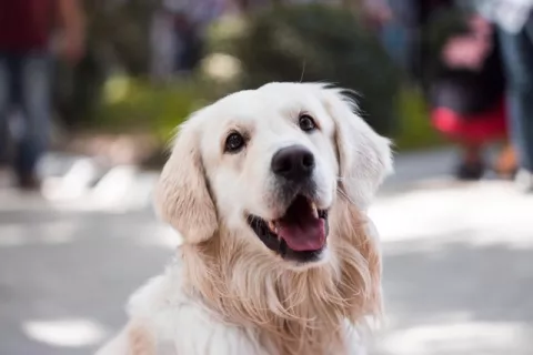 Las mascotas mejoran la salud cognitiva y reducen el riesgo de discapacidad